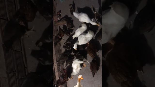 DUCK EATTING FISH, NOODLE, RICE, SNACK, VEGETABLE,FOOD #SHORTS VIDEO #41