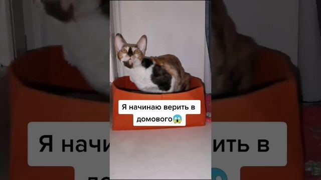 Наша кошка одна дома