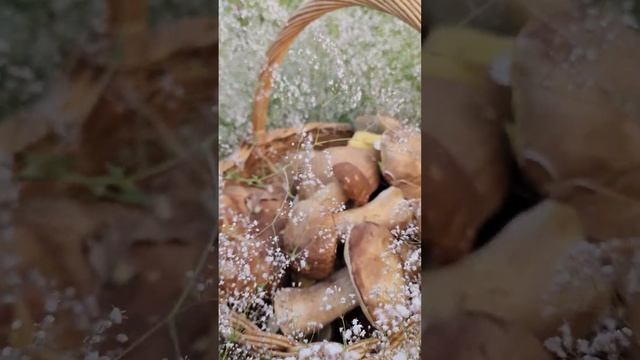#mushroom Грибное счастье! Итоги дня #nature