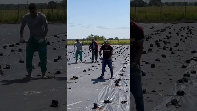 Туи Смарагд Как правильно посадить на участке?? Туи Колумна Ёлка Озеленение дома #туи #елка #shorts