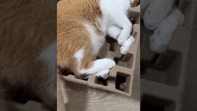 Коты дуреют от этой картонки