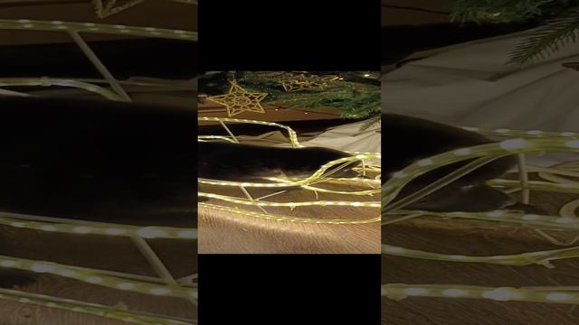 щенки шипперке
