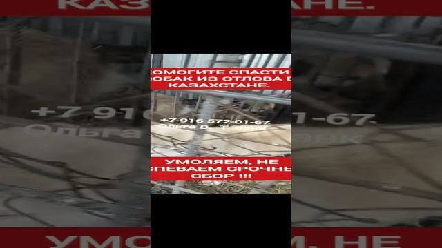 ПОЖАЛУЙСТА помогите спасти собак  из отлова, мы не успеваем, помогите пожалуйста.
