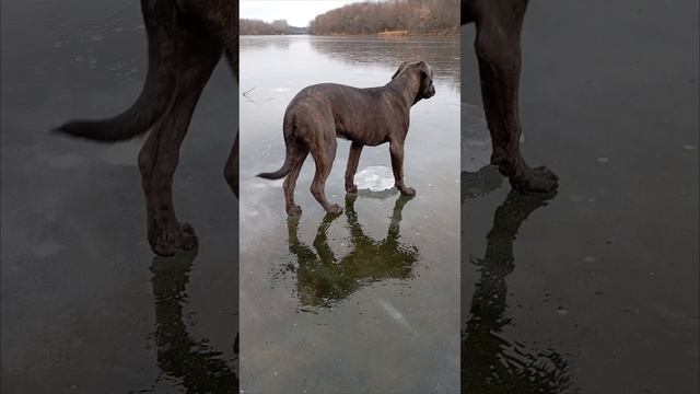 Богиня