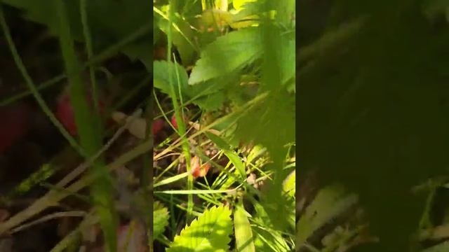 Что такое лето? #nature #rainbow #strawberry