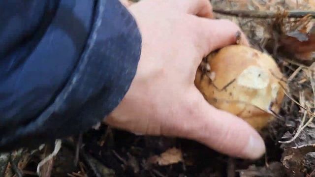 Белые грибы. Лучшие моменты. Поздняя осень. #mushroom