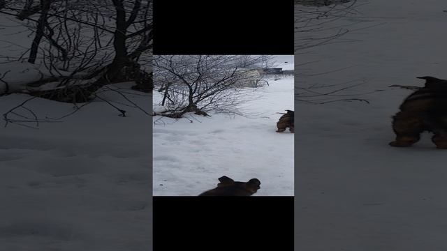 Щенки немецкой овчарки