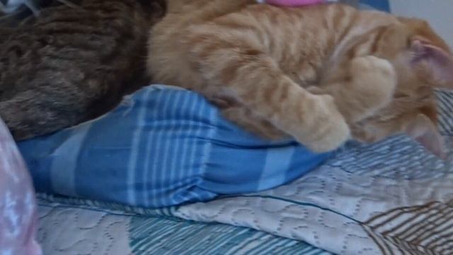 Cat Fam Snuggle time lovin 4/9