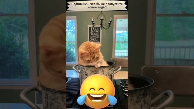 Приколы с котами