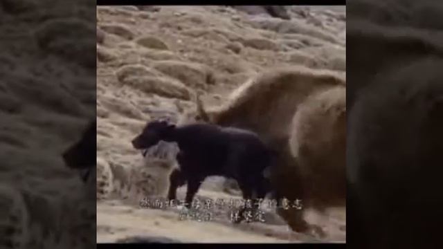 VID 25041006 075621 804