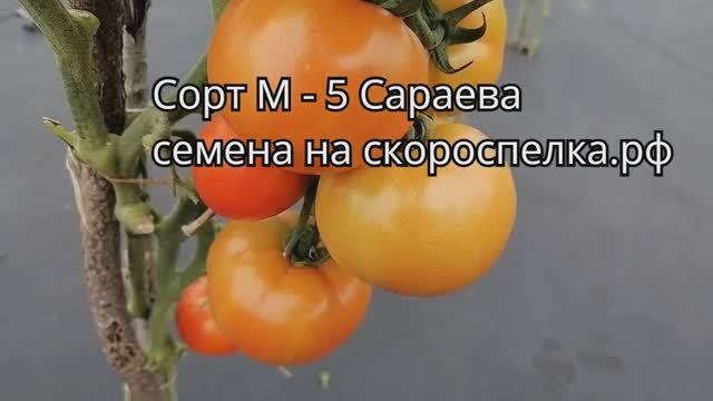 "М - 5". Сорт селекции Сараева, устойчивый к весенним заморозкам. Сорт выведен в СССР.