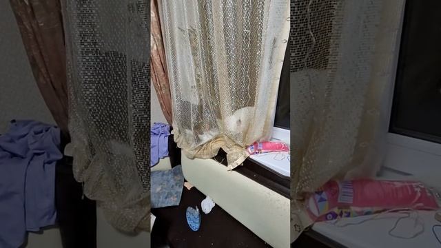 scene_output.mp4