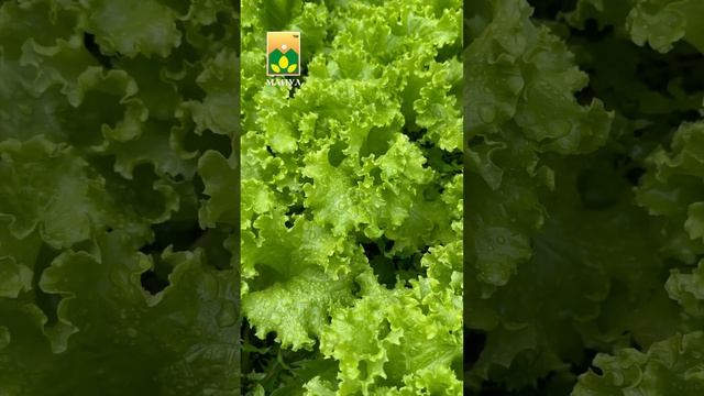 🥬 ФУРОР, ЛАКОМКА, БОГЕМА 🥬#салат #агрофирма #агрофирмаманул #огород #дача #сад #семена #урожай