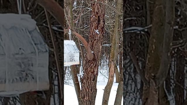 Зимняя зарисовка лесных птиц у мясной кормушки.