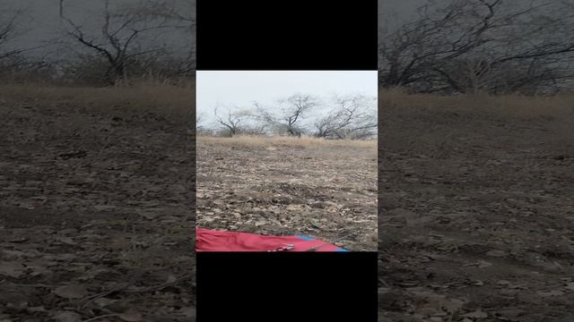 Рыжий попрошайка