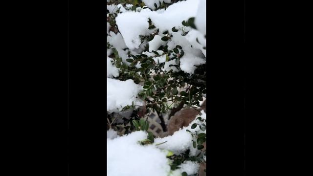 Снежок