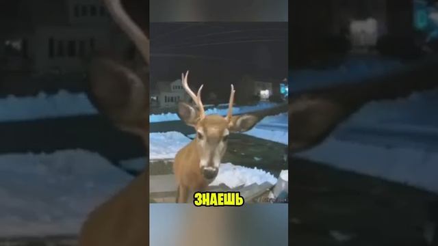 Засняла Любителя Новогодних Украшений