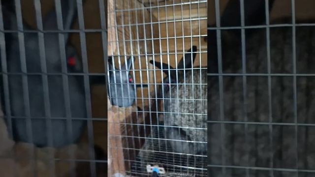 Опять морозы .