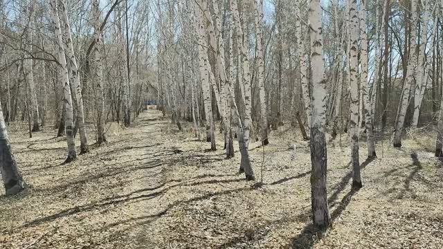 Берёзки - Российские доченьки