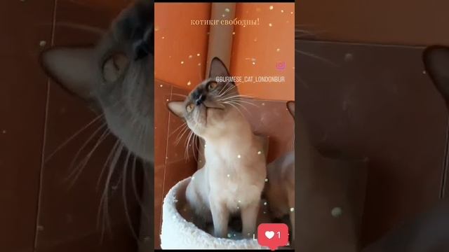 двое из ларца.mp4