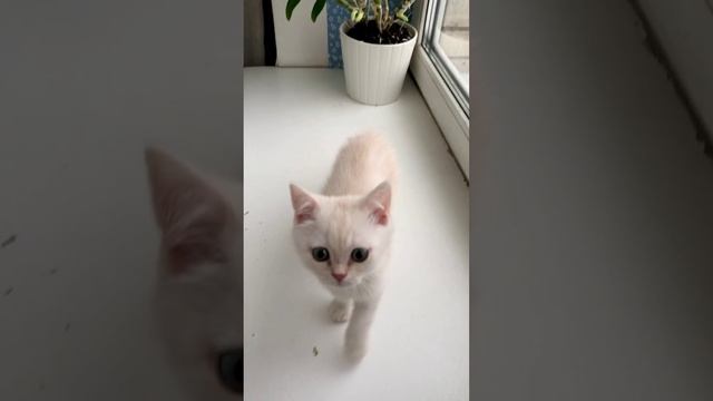 Котёнок кошки Кайли и котика Маню играет с цветочками на окне.