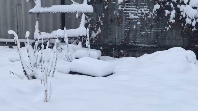 Наступила зима ,розы укрыты.