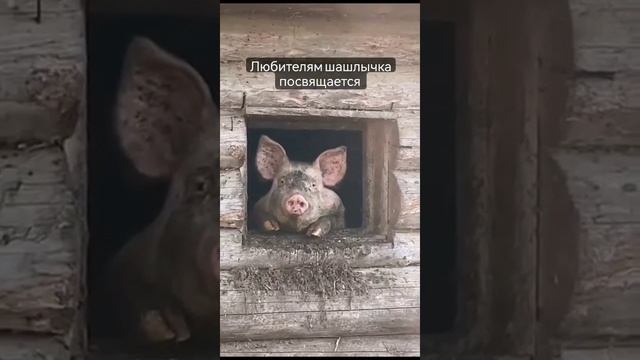Любителям шошлычка посвещаеться.mp4