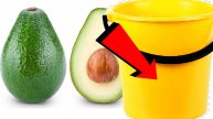 Как подкормить авокадо За 5 Секунд!