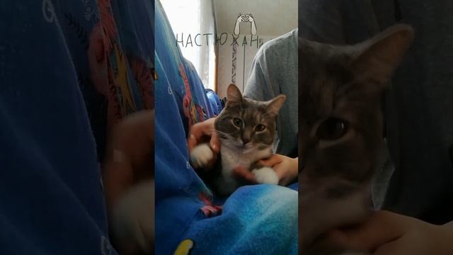 Котик танцует