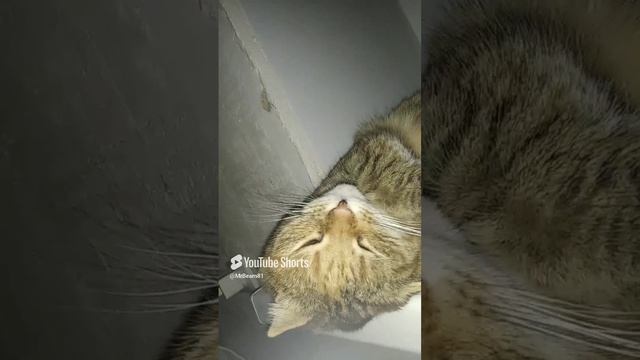 Если я вдруг.mp4