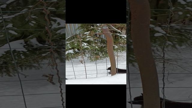 веселье шипперке