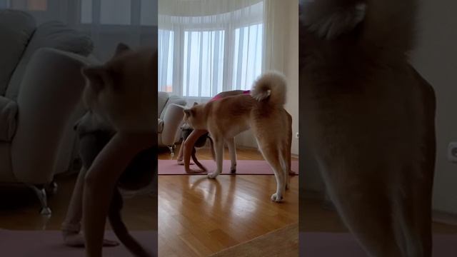 Мой телеграм по йоге @Nastya_Kei . Акитайогавайб #спорт #yoga #йогa