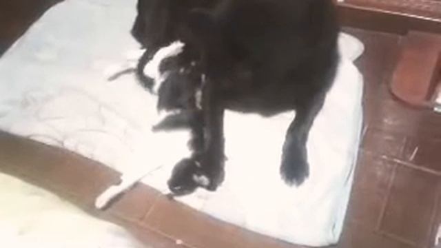 Les presento a mi pera y mi gata