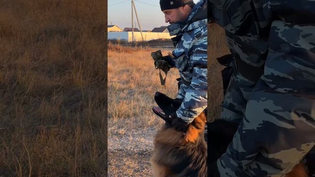 Отель для собак Кинолог Самара - Клип @sobakavotpuske