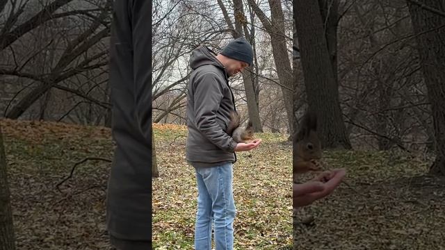 Ручная белка