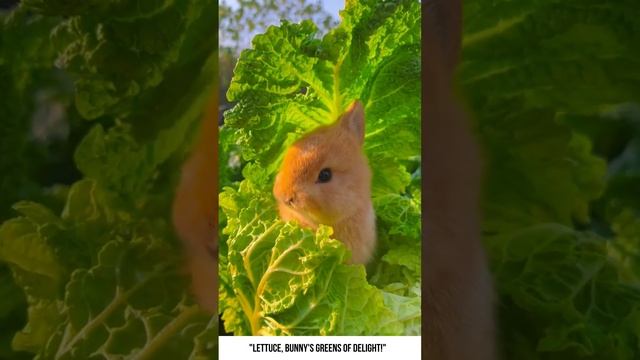 The cutest bunny devouring lettuce🐰🐇🥬 #shorts