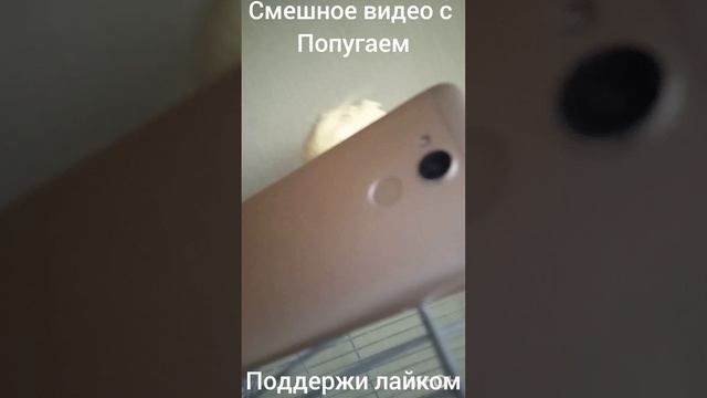 смешное видео с попугаем Алисой