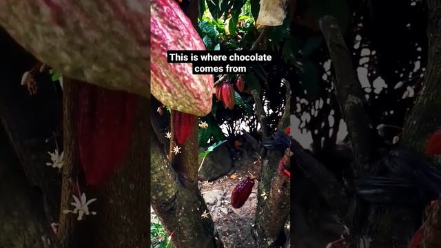 Cacao or the chocolate tree in the Philippines #shorts #short