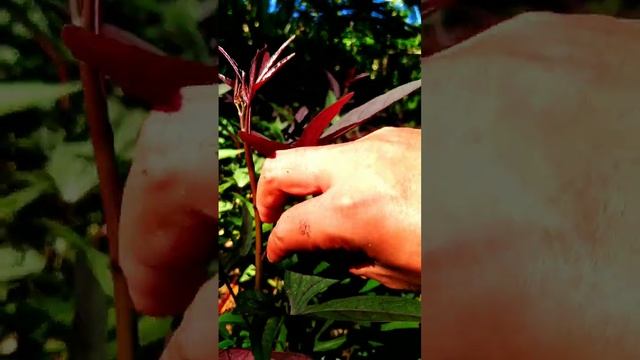 Let's Pick Sweet Potato Tops for Salad! #shorts #youtubeshorts #sweetpotato #sweetpotatoleaves