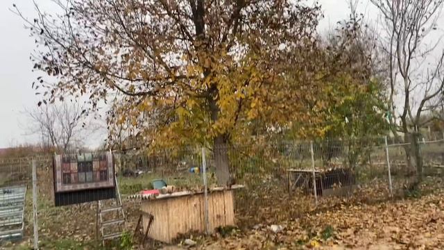 1488❤️Царь орех укрыл сад/ Понедельник… скучный влог