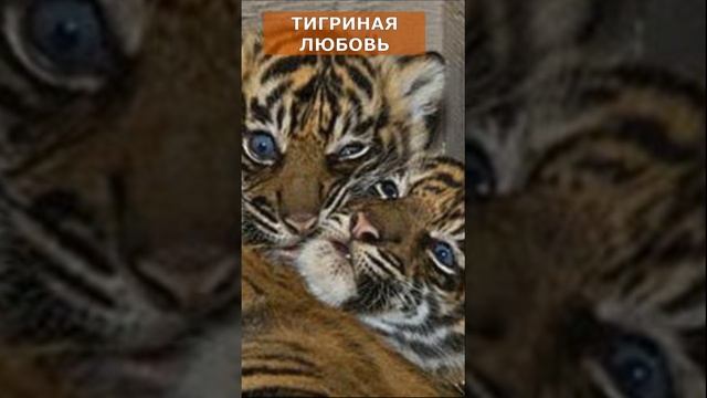 Тигриная любовь