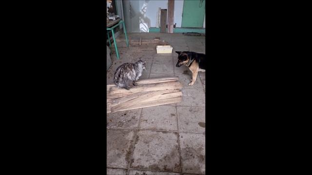 Овчарка. Пёс. Собака. Мейн кун. Кот. Том и Кос