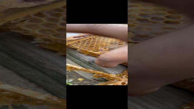 Пока на улей мы не согласились. Для меня это большая ответственность