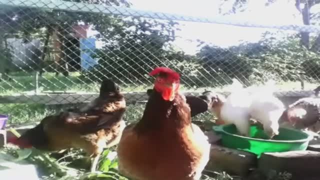 КУРОЧКИ Дерутся!!!!  29.8.2016г.