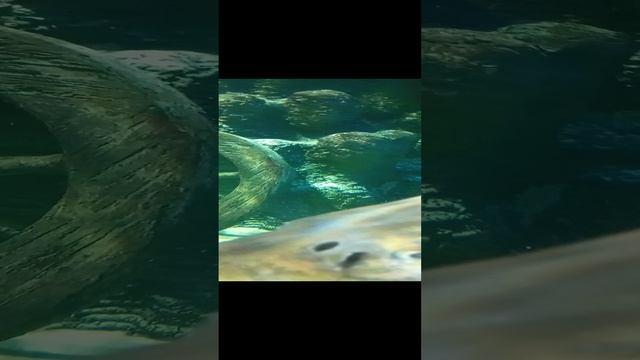 3 часть москвариуме