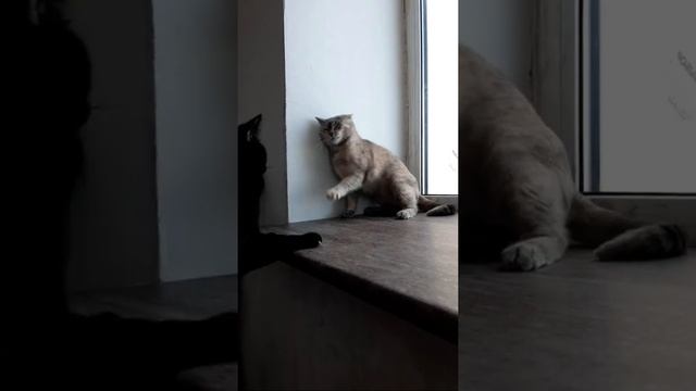 #cat #shorts Схватка над пропастью