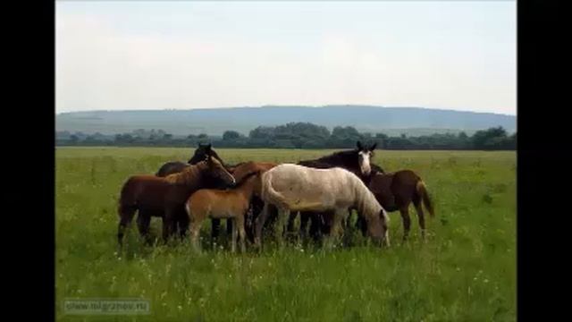 Зирган - столица для души ! На стихи Александры Лебедевой. Композитор Владимир Цуканов