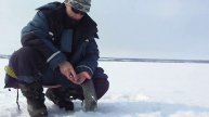 Сурские окуни
