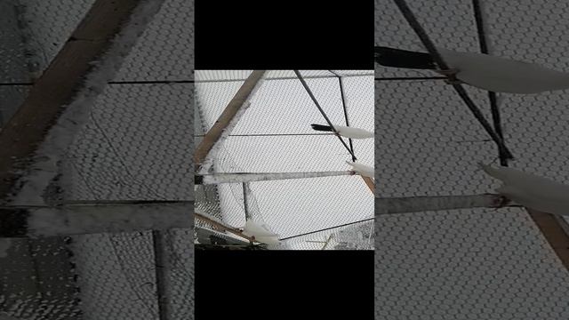 Бойные голуби шейки г Нурлат