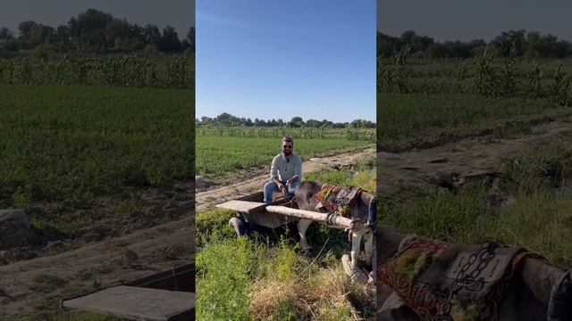 Я в Узбекистане на Осле Работаю на Полях Сбор Дыни Uzbekistan #путешествия #shortsvideo #узбекистан